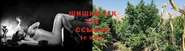 стаф Богданович
